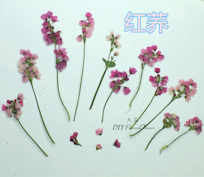 荞 春季限量版新花上市 荞花 红荞 甜荞 荞麦 压花 押花 干花10枝