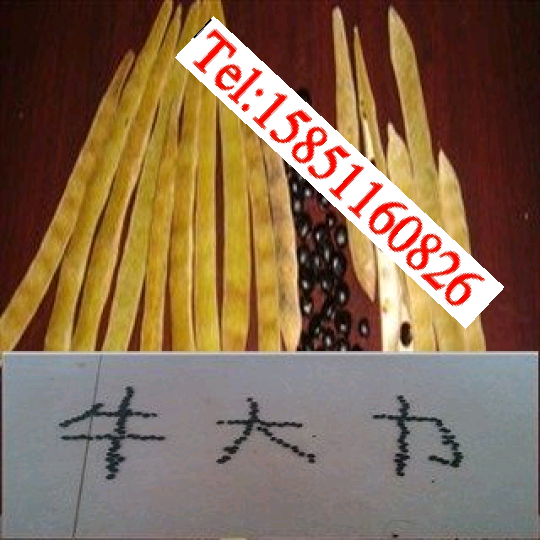 出售牛大力苗牛大力种子牛大力小苗牛大力海五1号W1盆栽各种规格