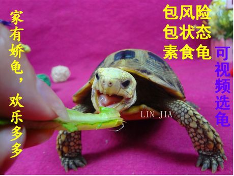 淘宝网购物-巴西草龟宠物龟乌龟活体乌龟吃菜