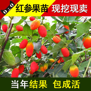 红参果盆栽红参果苗红参果树苗南方北方种植当年结果红参果种子苗