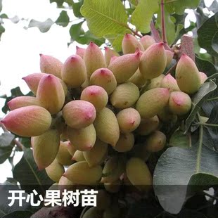 开心果树苗绿仁开心果苗南北方种植盆栽水果树苗当年结果 果树苗