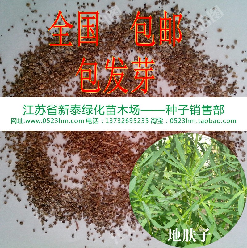 散装地肤种子批发 扫帚子 笤帚 铁扫把种子 地肤子 落帚地伏 包邮