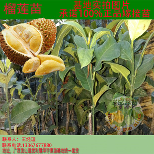 ޽ӹ ̩ͷ