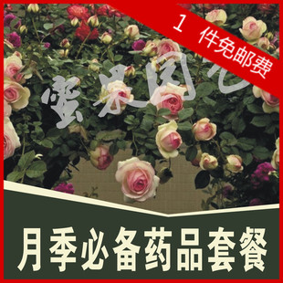 月季药品新手套餐代森锌爱卡螨黑斑白粉病 蚜虫蓟马红蜘蛛超好用