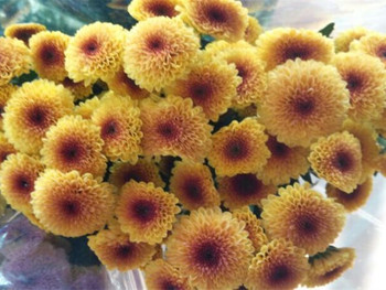 淘宝网推荐: 荷兰小米菊 亮晶晶 切花品种 多年