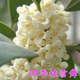 300天花期桂花树四季桂新品种【雪舞】桂花苗 可盆栽白色花苗浓香