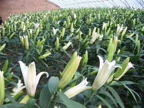 室内外花卉盆栽绿植 香水百合花种球 当年开花 多种可选 简单易活