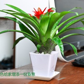 凤梨]空气凤梨怎么养评测 空气凤梨怎么繁殖图