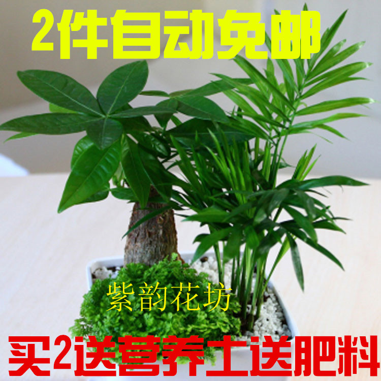 特价绿植水土培植物铜钱草绿萝文竹发财树富贵竹吊兰清香木长寿花