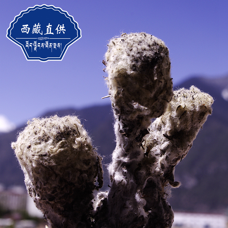 藏云天 中药材 西藏野生雪莲花 藏雪莲 五支装 祛湿 西藏特产