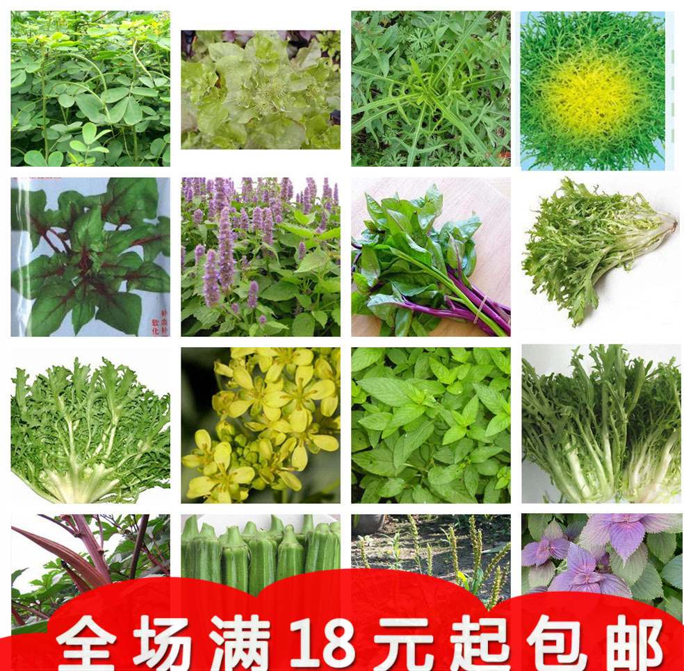 旺童蔬菜种子 紫苏子 牛蒡子 香薄荷 板蓝根 有机蔬菜籽野菜种子