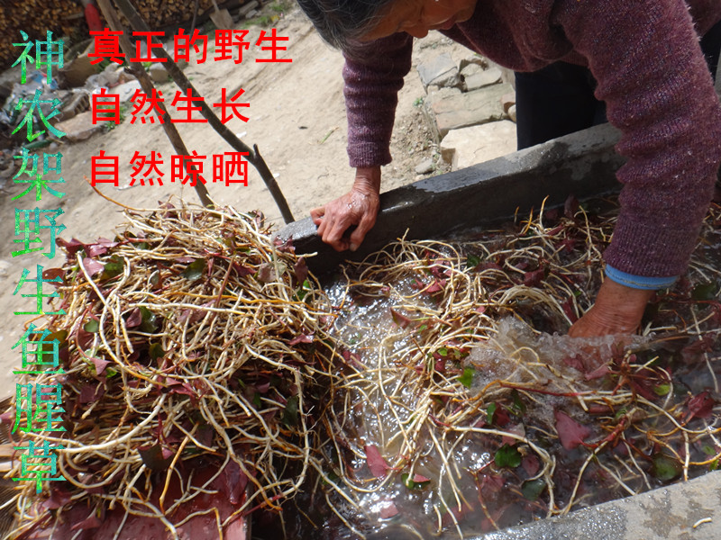 神农架野生鱼腥草狗腥草纯天然鱼腥草狗腥草250g