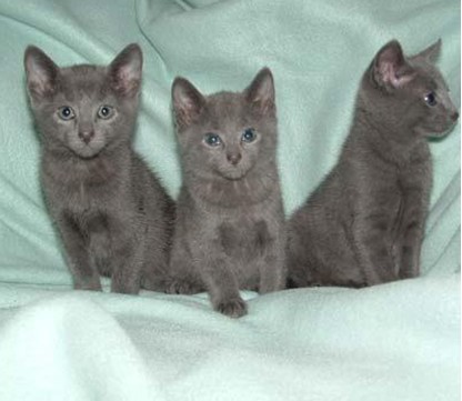 上海小强喵屋★引进级 自家繁殖高品质/活泼俄罗斯蓝猫 3