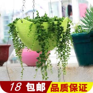 日常生活小用品创意家居用品花盆采用PP树脂加厚 塑料花盆小百货