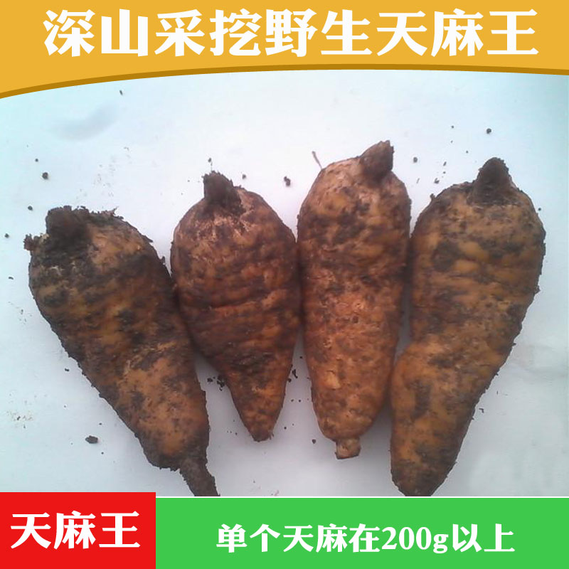 野生天麻 贵州深山野生天麻中药材滋补品天麻特级 新鲜天麻包邮
