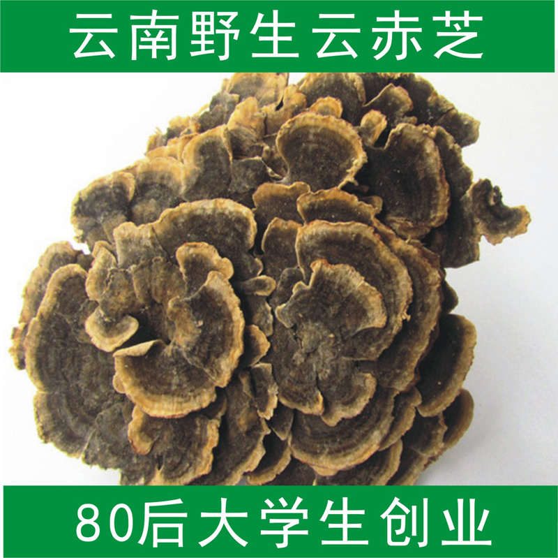 云南野生云芝 野生灵芝 云芝蘑 云灵芝 250克