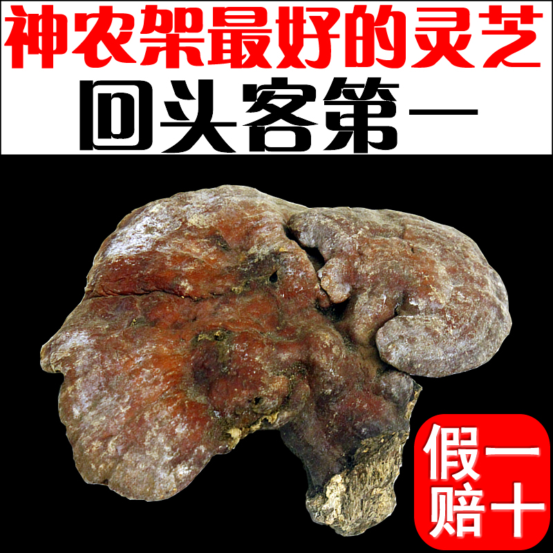神农架野生灵芝同仁堂级 赤芝紫灵芝赤灵芝林芝 特级正品整枝大个