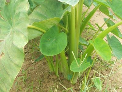 新鲜山地农家芋头 小毛芋头 芋艿 粉糯芋 农家有机无药 非大规模