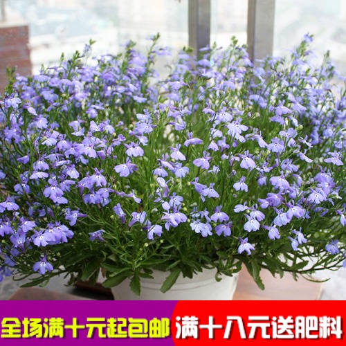 泛美 垂吊型半边莲种子 赛船系列 进口六倍利翠蝶花丸化种子盆栽