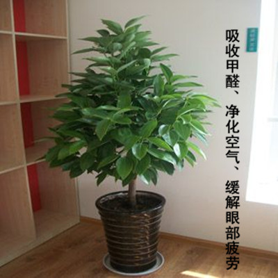 大型花卉植物平安树盆栽肉桂树平安树大型绿植室内客厅办公室包邮