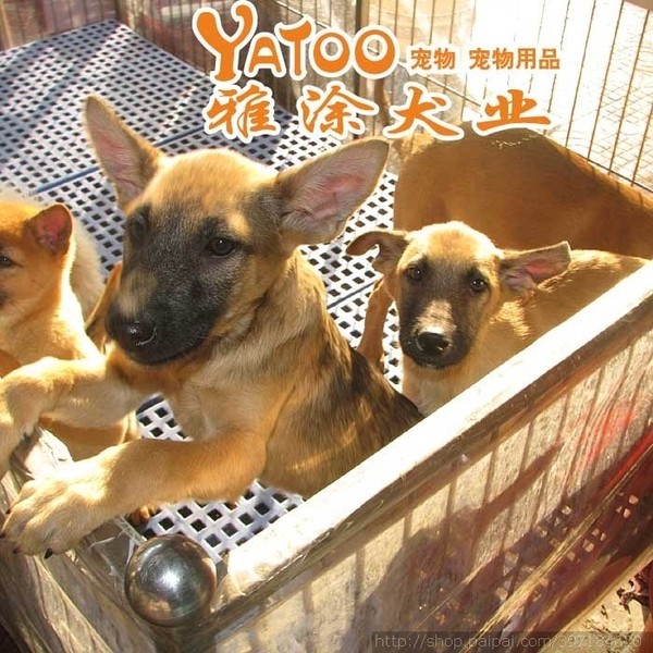 热销狗狗 有公有母_易购客 打过疫苗 100%纯种