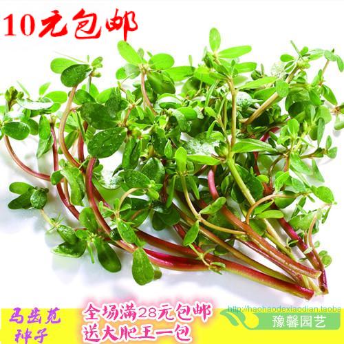 蔬菜种子马齿苋长寿补血菜籽多次采摘全场满28元包邮送大肥王