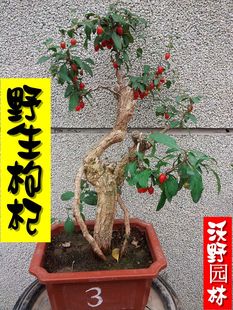 子室内盆栽植物 礼品 包邮  已售出:200 件 00:00:00 枸杞枸杞子盆景