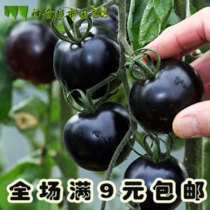 黑珍珠番茄 西红柿籽 蔬菜种子春季种庭院阳台
