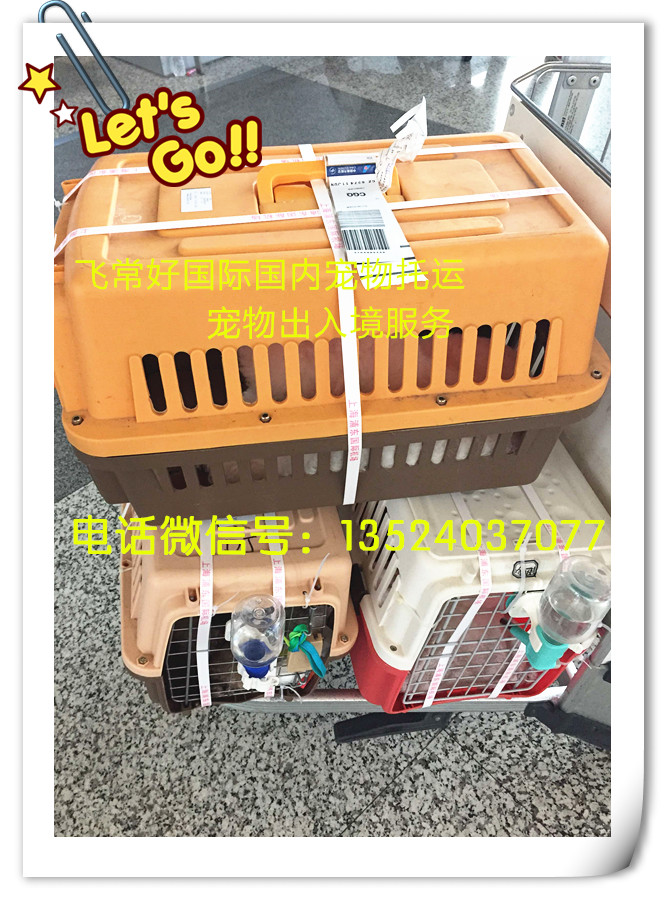 上海到广州珠海汕头宠物空运宠物托运宠物运输