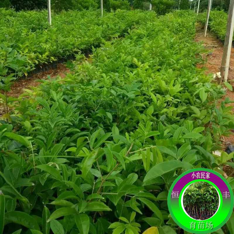 广西牛大力苗基地直销中草药牛大力薯山莲藕南方人参丰产型买1送1