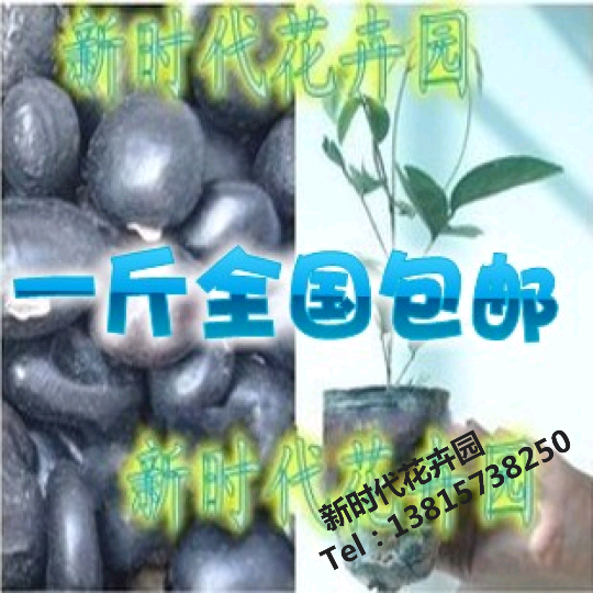 牛大力种子 牛大力苗木 大力薯种子山莲藕/大力薯/南方人参送资料