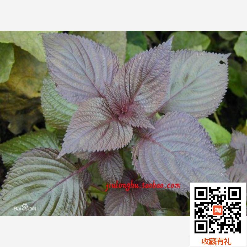紫苏 种子野生苗 红香苏 黑白青野苏麻中草药野菜 苏草唇形科植物