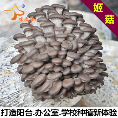 平菇菌棒阳台趣味种植菌包姬菇食用蘑菇菌种子多肉植物阳台包邮