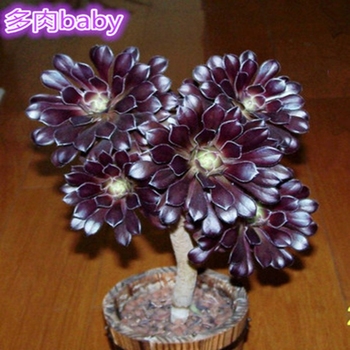 淘宝网推荐: 魔法师 多肉 魔法师植物盆栽黑法师