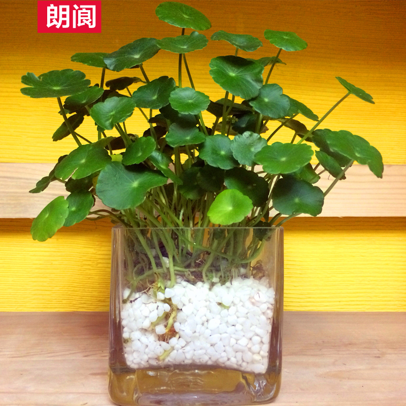 多肉水培植物盆栽花卉绿植桌面办公室室内 铜钱草花苗 金钱草根茎