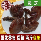 2斤 长白山紫灵芝半野生灵芝紫芝东北特产林芝 包邮 500克 灵芝个
