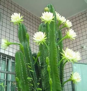 ֲͼƬ