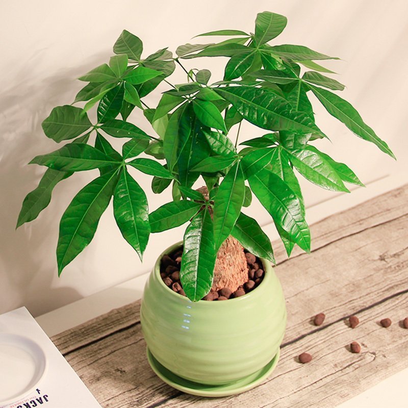 正品[绿色小家电]绿色圃中小学教育网评测 绿色