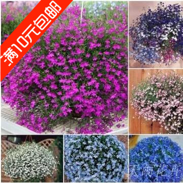 新店促销 六倍利种子 垂吊半边莲 翠蝶花蓝色 阳台吊兰花种子籽