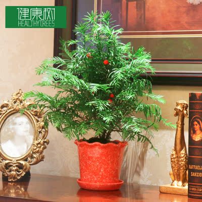 办公室盆栽(萌逗秀)草娃娃超q嘟嘟脸 可爱表情胖娃娃陶瓷植物