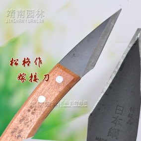 波罗树苗嫁接刀法图解_丑橘树苗_吊兰嫁接_扁桃树苗 ...