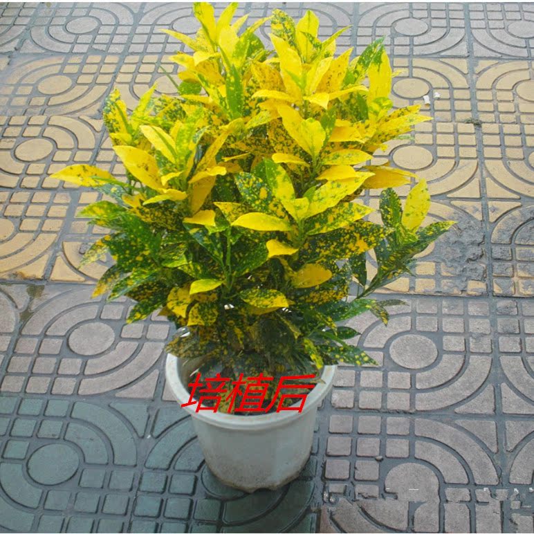 海南晒金绿色植物庭园绿化苗木盆栽花卉花叶珊瑚 洒金珊瑚 满包邮