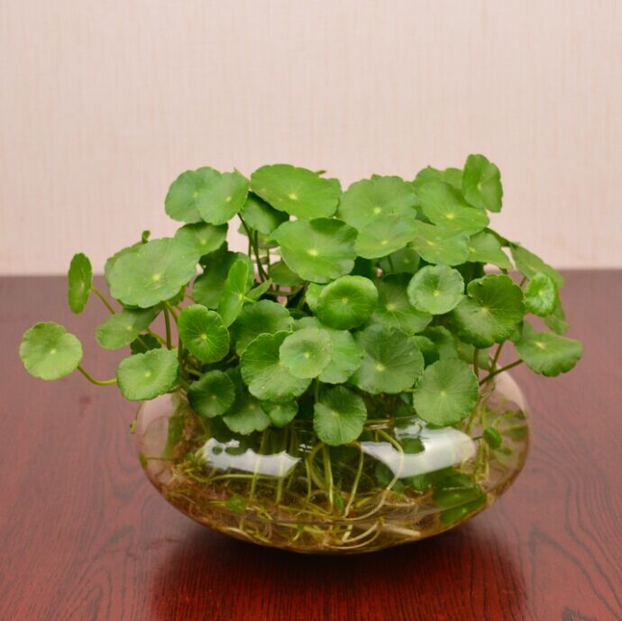 室内阳台办公桌水培铜钱草根种子金钱草盆栽绿植花卉草根茎苗套餐