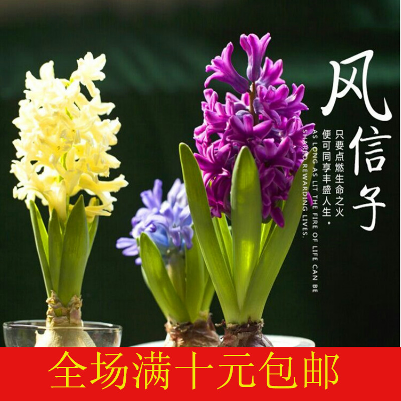 荷兰进口风信子种球水培植物种子盆栽花卉室内郁金香百合水仙花