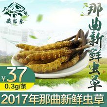 虫草0.3克 藏家乐2017新鲜那曲冬虫夏草高海拔正品