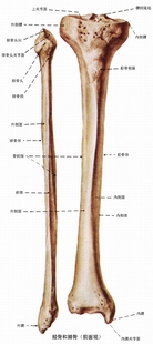 脚骨脚模型带胫腓骨和股骨关节模型 上肢手臂下肢大腿骨脚掌模型