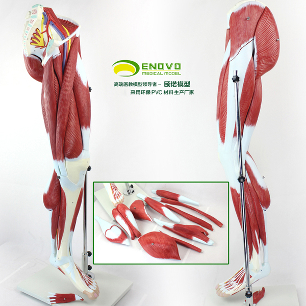 【图】ENOVO正品人体下肢肌肉血管神经模型