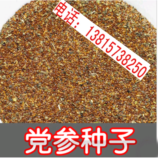 药材种子 防风籽种子 中草药 当年新种子 党参 丹参 板蓝根种子