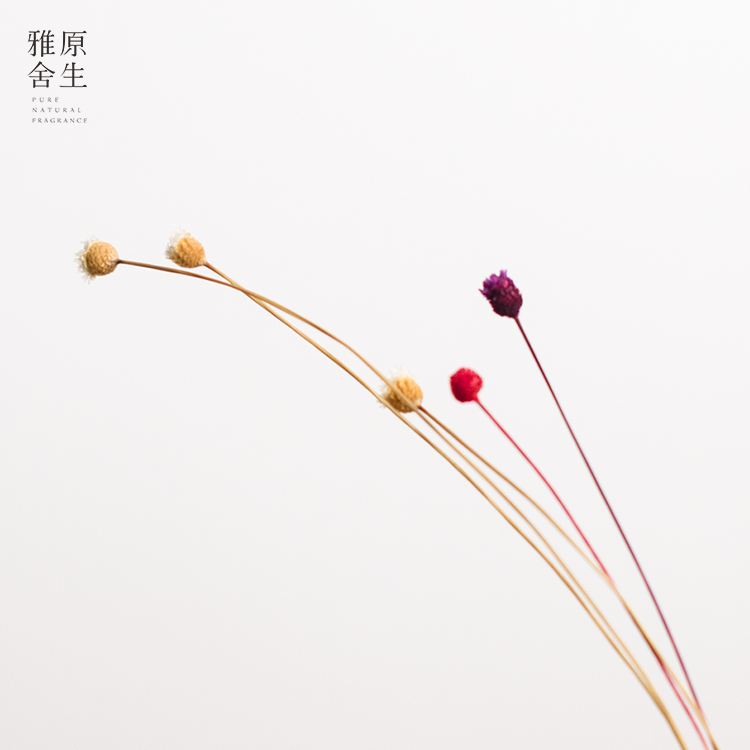 原生雅舍品牌手工花天然通草 室内干花 无火香薰配件 星星花Z7