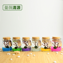 包邮 Marimo幸福海藻球植物微景观生态瓶迷你盆栽创意生日礼物 9块9